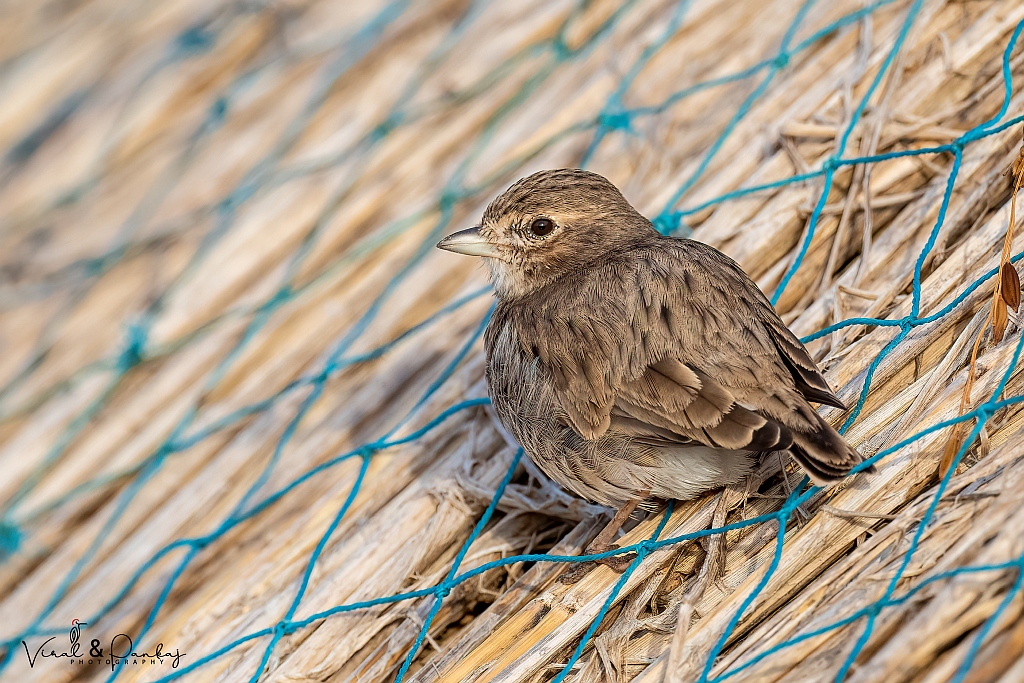 Sand Lark